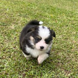 Female 2 - Black and tan female Pembroke Welsh Corgi puppy in Hueytown, Alabama from AAA Corgis