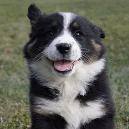 Australian Shepherd, Goldendoodle, Miniature American Shepherd, and Pomsky Puppies from Coffee Run Sping at Miller Farms