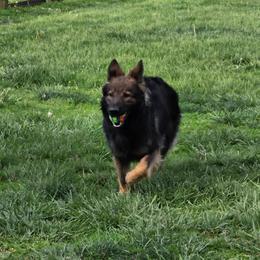 Ida - Sable female German Shepherd puppy in Oscoda, Michigan from Sstar