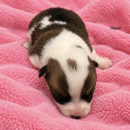 Hazel - Fawn female Pembroke Welsh Corgi puppy in Port Republic, Maryland from Bestfurends