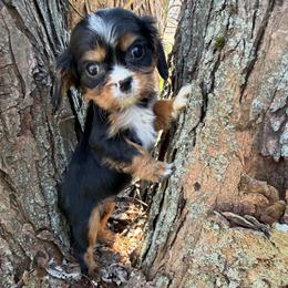 Benny - Tri-color male Cavalier King Charles Spaniel puppy in Avoca, New York from Palladino’s Cavaliers of Upstate NY