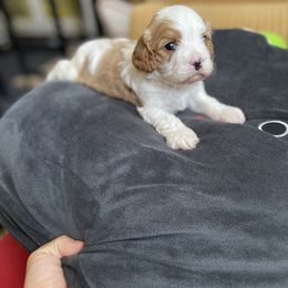 Cavalier King Charles Spaniel and Cavapoo Puppies from Larisa's Cavaliers