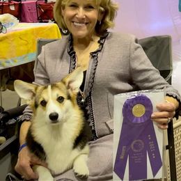 Pembroke Welsh Corgi Puppies from Cattal Corgis