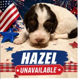 Hazel - Liver white and tan female English Springer Spaniel puppy in Socorro, New Mexico from Huntin' Buddies