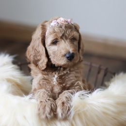 Goldendoodle Puppies from Sac River GoldenDoodles LLC