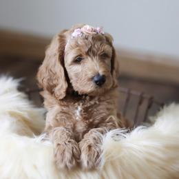 Goldendoodle Puppies from Sac River GoldenDoodles LLC