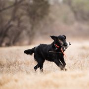 Flat-Coated Retriever All Grown Up from Beachrunner Flatcoats