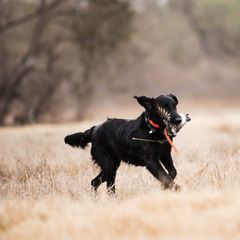Flat-Coated Retriever All Grown Up from Beachrunner Flatcoats