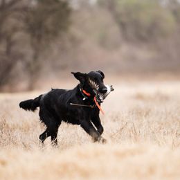 Flat-Coated Retriever All Grown Up from Beachrunner Flatcoats