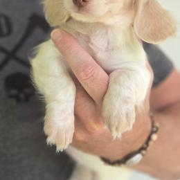 Lily - Piebald female Dachshund puppy in Mcminnville, Tennessee from Red Barn Farms Minis