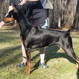 Lolliepop - Doberman Pinscher