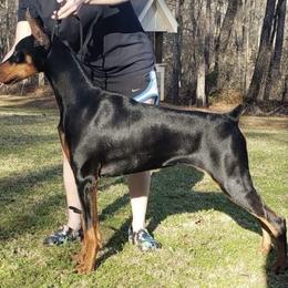 Lolliepop - Doberman Pinscher