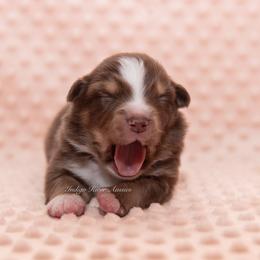 Kennedy - Red tri female Miniature Australian Shepherd puppy in Lacombe, Louisiana from Indigo River Aussies