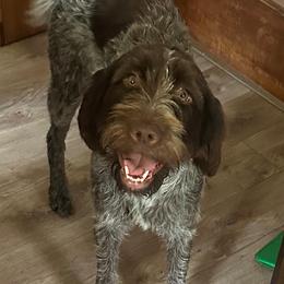 Stella - Wirehaired Pointing Griffon