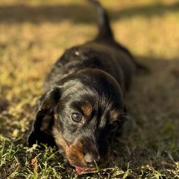 Jingles - Black and tan male Dachshund puppy in Buckeye, Arizona from Ryder's Roundup