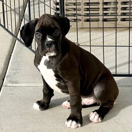 Male puppy 2 - Brindle male Boxer puppy in Eagle, Idaho from Eagle ID Boxers