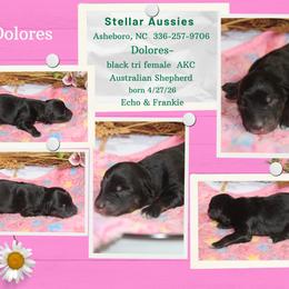 Dolores - Black tri-color female Australian Shepherd puppy in Asheboro, North Carolina from Stellar Aussies