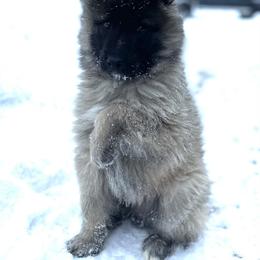 Grey Male - brown collar - Gray and black male Belgian Tervuren puppy in Hastings, Minnesota from Century Hills Farm