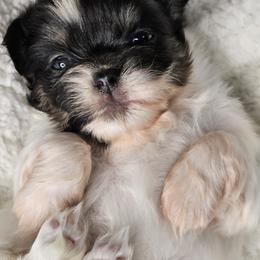 Fava Bean - White female Tibetan Spaniel puppy in Vancouver, Washington from Trillium Tibetan Spaniels