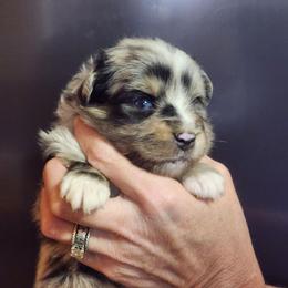 Frankie - Blue merle male Toy Australian Shepherd puppy in Hampton, Tennessee from TC Farms Stock Dogs - Miniature Australian Shepherds
