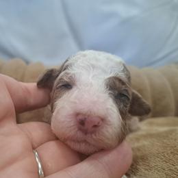 Tuxedo Merle - Chocolate merle male Bernedoodle puppy in Lafayette, Alabama from Williams Lake Doodles