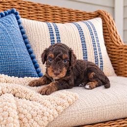Cider - Chocolate male Cavapoo puppy in Floyd, Virginia from Hearts and Paws Poodles and Doodles