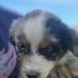 Miniature Australian Shepherd Puppies from D & L Mini Aussies