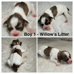 Boy 1 - Chocolate male Havanese puppy in Elkins, Arkansas from Havana Knights Havanese