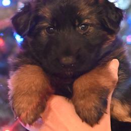 Black and Red - Black and red female German Shepherd puppy in Florissant, Colorado from Vom Dortmunder German Shepherds