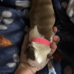 Girl pink - Brindle and white female Boston Terrier puppy in Taylorsville, North Carolina from Jessica's Boston Terriers