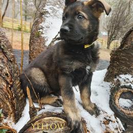 German Shepherd Puppies from Reddington Shepherds