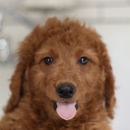 Goldendoodles from Derek & Alexia Martin puppies
