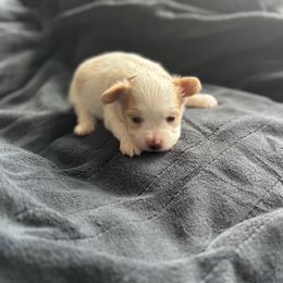 Boy 2 - White and lemon male Papillon puppy in Shirley, Arkansas from Lucky Pups