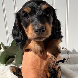 Black and Tan - Black and tan female Dachshund puppy in Nampa, Idaho from Long_and_Low_Dachshunds