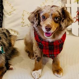 Miniature American Shepherds, Miniature Australian Shepherds, and Toy Australian Shepherds from Corner Oak Aussies