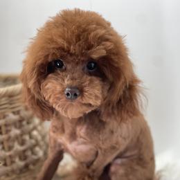 Ariat - Poodle
