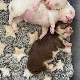 Snowflake - White male Chihuahua puppy in Austin, Indiana from Dog Bones N Harmony