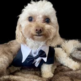 Milo - Goldendoodle