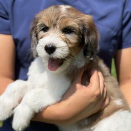 Girl 3 - female Golden Mountain Doodle puppy in Knoxville, Tennessee from RiverSong Doodles