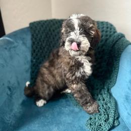Bobby Yellow Collar Male - Sable male Bernedoodle puppy in Peoria, Arizona from Wroth's Pawsibilities