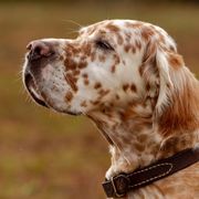 English Setters from Pinewalker English Setters