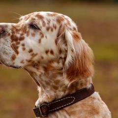 English Setters from Pinewalker English Setters