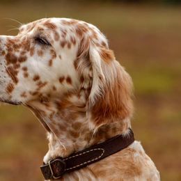 English Setters from Pinewalker English Setters