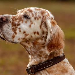English Setters from Pinewalker English Setters