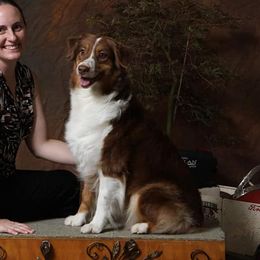 Piper - Australian Shepherd