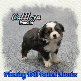 Cattleya - Black tri female Toy Australian Shepherd puppy in Forestburg, Texas from Flaming Dill Ranch Aussies