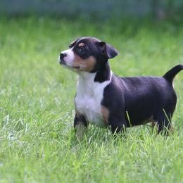 Daisy May - Black white and tan female Rat Terrier puppy in Fairport, New York from Walnut Acre Decker Terrier and ODT