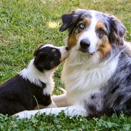 Australian Shepherds from Slipstream Aussies