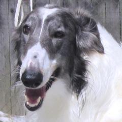 "Frankie"  - Borzoi