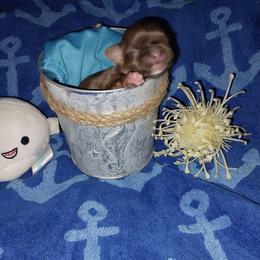 Cooper - Liver and white male Shih Tzu puppy in Arcadia, Florida from Kitsune Cuddles and kisses